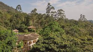 Bwindi Impenetrable Forest